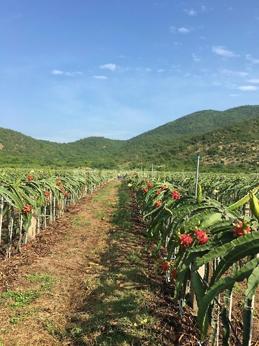 CHÍNH CHỦ CẦN TIỀN HẠ GIÁ BÁN TRANG TRẠI 17.7 Ha TẠI XÃ PHÚ LẠC, TUY P