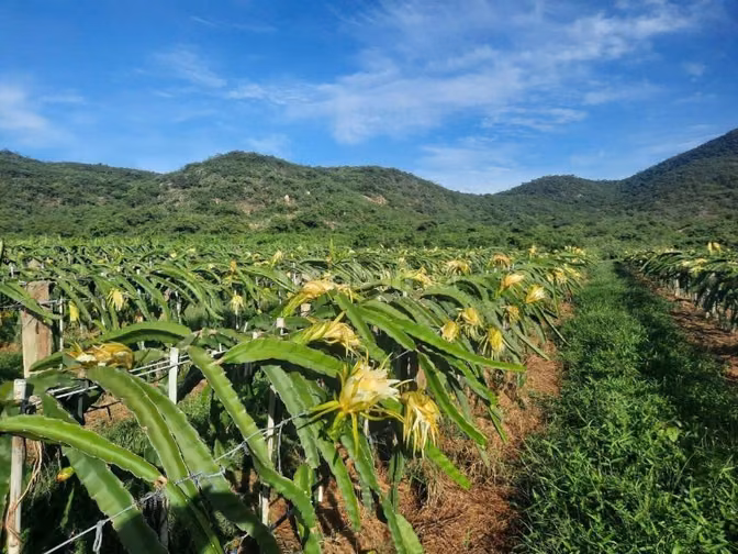 CHÍNH CHỦ CẦN TIỀN HẠ GIÁ BÁN TRANG TRẠI 17.7 Ha TẠI XÃ PHÚ LẠC, TUY P