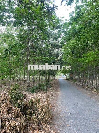 cần bán 120 mét ngang đất mặt tiền đường nhựa