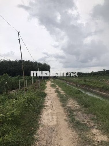 Cần bán căn nhà vườn Chợ An Cơ, Châu Thành ,Tây Ninh giá rẻ