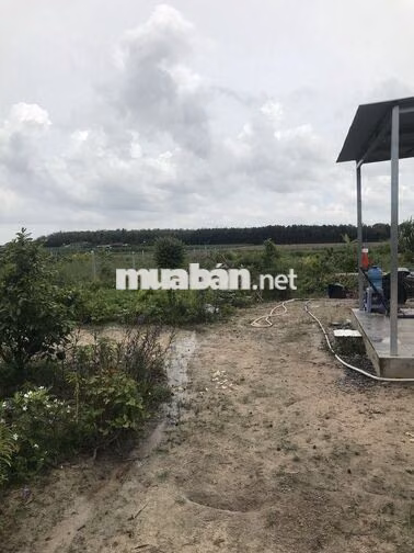 Cần bán căn nhà vườn Chợ An Cơ, Châu Thành ,Tây Ninh giá rẻ