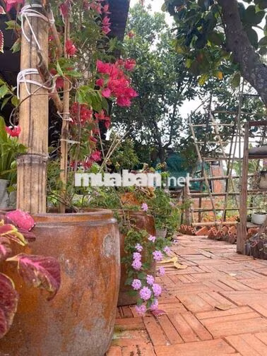 NHÀ VƯỜN 600M2 GIÁ 650 TRIỆU SIÊU ÊM TẠI BÌNH DƯƠNG!