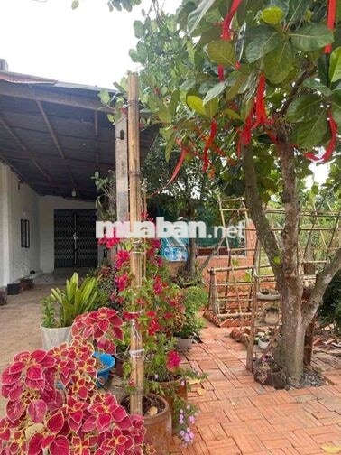 NHÀ VƯỜN 600M2 GIÁ 650 TRIỆU SIÊU ÊM TẠI BÌNH DƯƠNG!