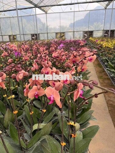 Cty hoa lan hương trinh bao ăn ở tại chỗ làm