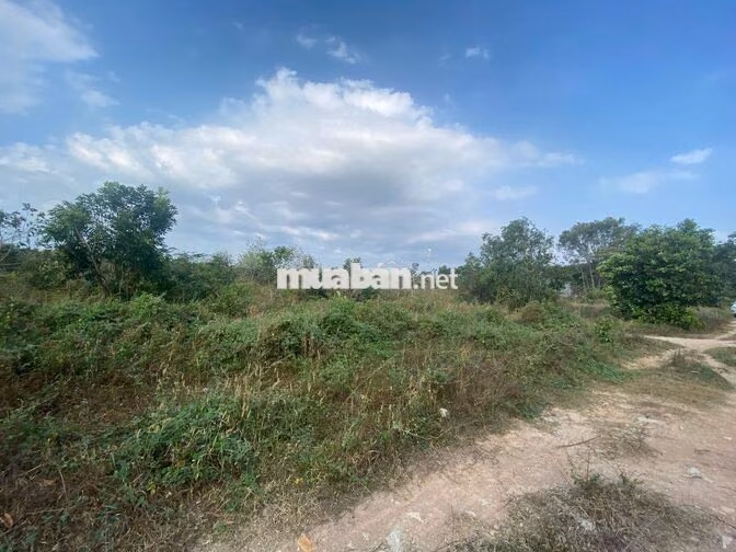 Bán Đất có Nhà Cấp 4 - Tân Hòa, Phú Mỹ, Bà Rịa - Vũng Tàu