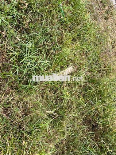 Bán gấp đất thổ cư Ấp mới 1, Mỹ Hạnh Nam, 1.6 tỷ