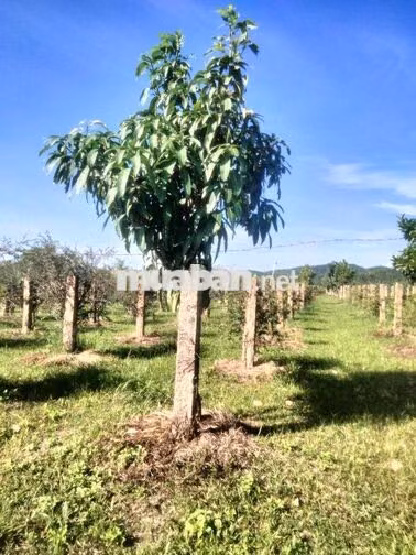 bán nhanh đất ở Hàm Thuận Bắc, Phan Thiết