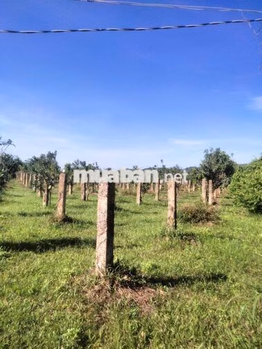 bán nhanh đất ở Hàm Thuận Bắc, Phan Thiết