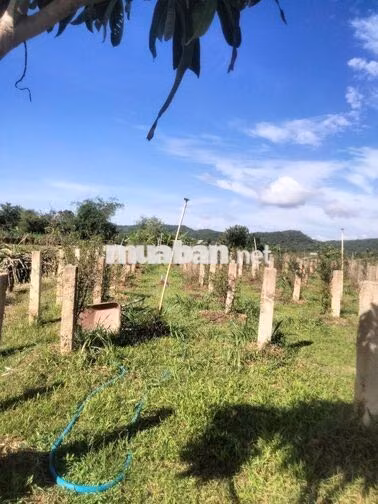 bán nhanh đất ở Hàm Thuận Bắc, Phan Thiết