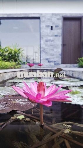 Chính chủ bán Villa nghỉ dưỡng 1000m² có 200m² thổ cư.