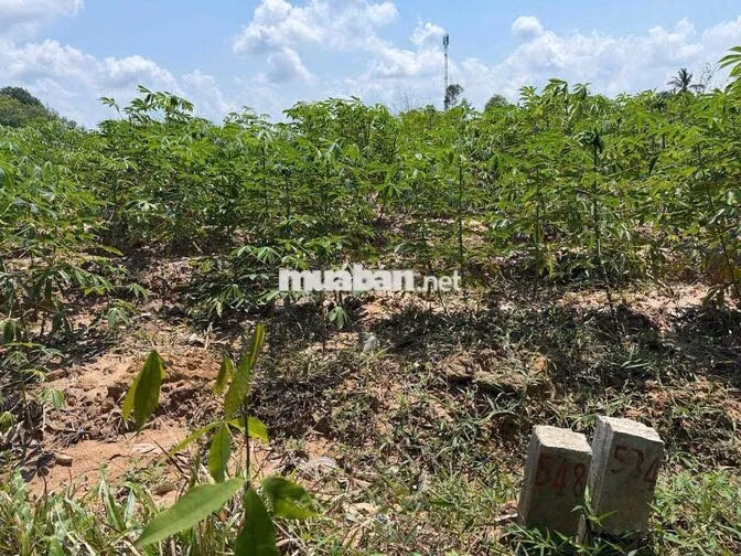 Đất thổ MT đường nhựa gần chợ Bến Sỏi, Tây Ninh