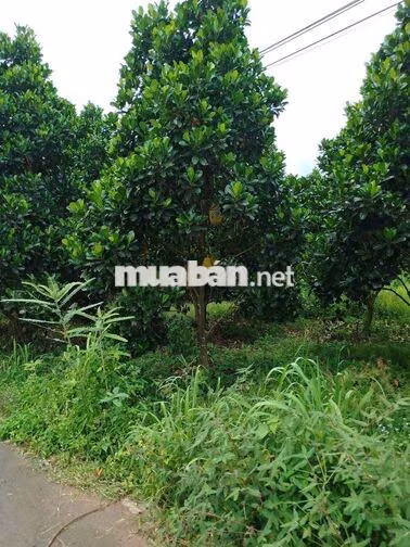 Bán Vườn MÍt tròn 300m2 sẵn 100tc,cách KCN ANnova chỉ 2km giá: 600tr