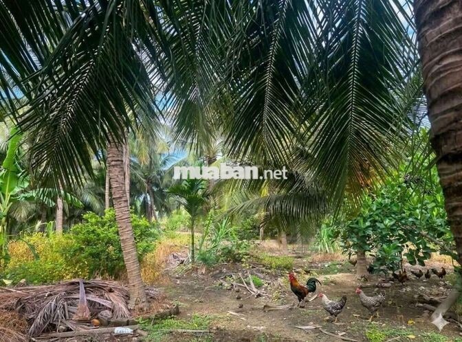 kẹt tiền bán gấp nhà vườn 4371m2 ngay TĐC Long Bình, oto vào tận nơi