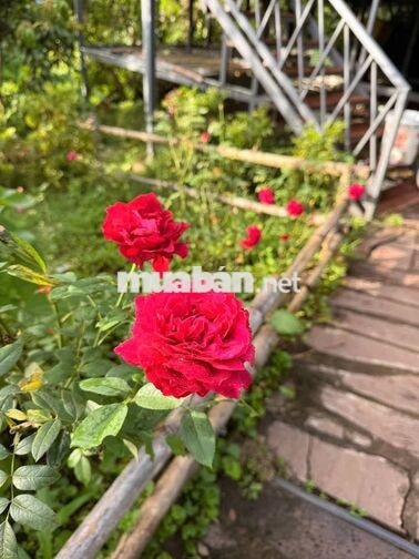 🌿 LA NGÀ – 1.200m² ĐẤT VƯỜN GẦN HỒ TRỊ AN, CHỈ 500 TRIỆU - HT BANK