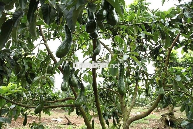 🌿 LA NGÀ – 1.200m² ĐẤT VƯỜN GẦN HỒ TRỊ AN, CHỈ 500 TRIỆU - HT BANK