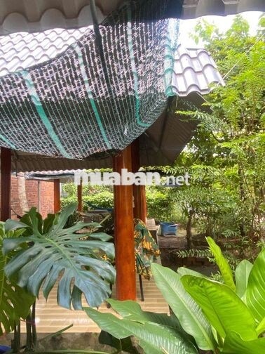 Bán gấp đất Bến Tre mặt tiền đường 30/4 – Thị trấn Châu Thành – Giá ch