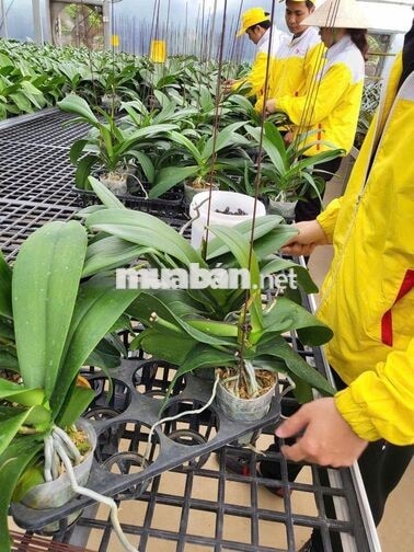 Làm Vườn Hoa Lan Lâm Đồng 
