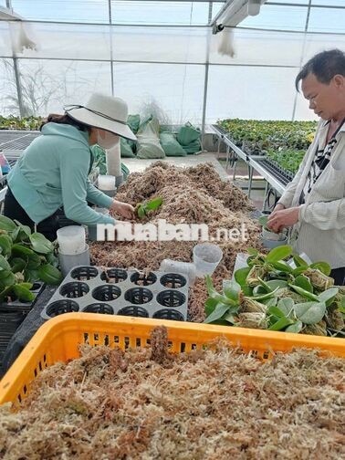 Làm Vườn Hoa Lan Lâm Đồng 