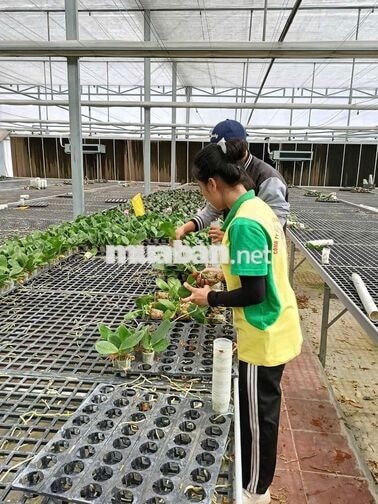 Làm Vườn Hoa Lan Lâm Đồng 