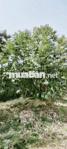 BÁN ĐẤT TRỒNG SẦU RIÊNG Ô MÔN CẦN THƠ
