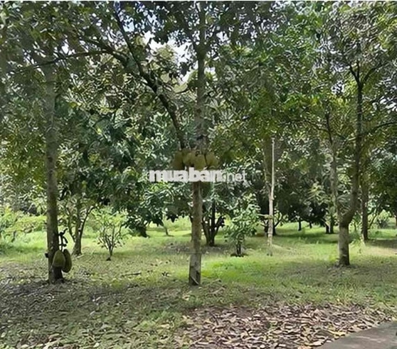 🌸Bán gấp nhà vườn mít 800m2 thổ cư