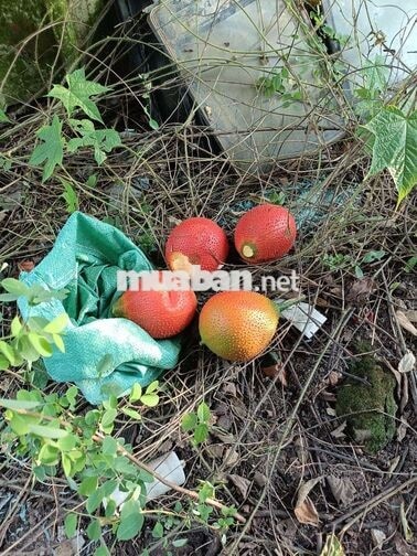 Nhà vườn 400m có vườn trái cây có nhà Mặt tiền Đường Ấp 6 xã Vĩnh Lộc
