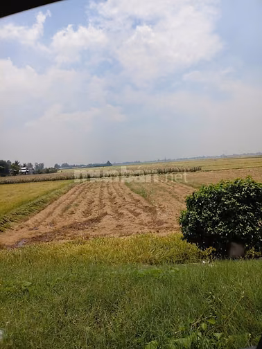 Bán đất lúa Đồng Tháp, mặt tiền Quốc Lộ 30. Ngang 12x70m