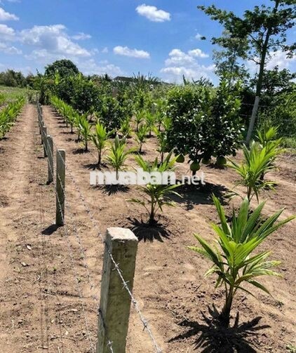 CHÍNH CHỦ BÁN LÔ ĐẤT 258M2 - CHỈ 600 TRIỆU - Ô MÔN, CẦN THƠ 