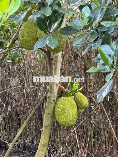 Chính chủ cần bán 1 công đất mít xe hơi tới nơi rẻ nhất khu