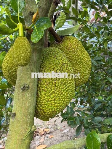 Chính chủ cần bán 1 công đất mít xe hơi tới nơi rẻ nhất khu