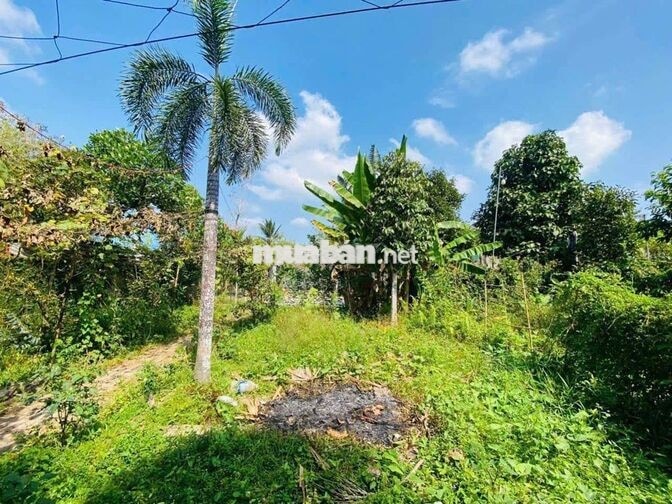 Cho thuê nhà sân vườn 1.300m2 thích hợp ở và kd cà phê sân vườn