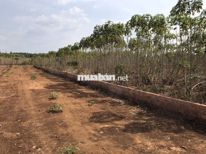 Đất vườn Đồng Nai 1115m2, ra sân bay Long Thành 18 phút, chỉ 6,5 tỷ