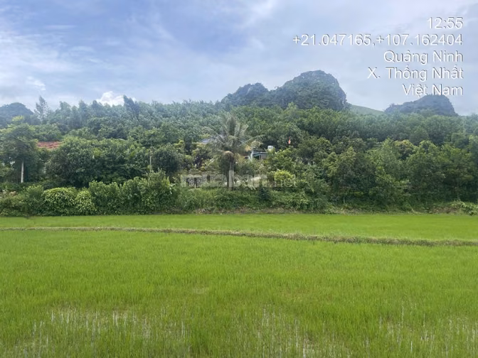 Thông báo đấu giá tài sản của ông Đào Quang Sơn bà Nguyễn Thị Huyền 