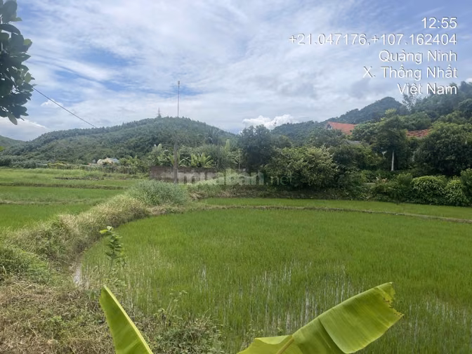 Thông báo đấu giá tài sản của ông Đào Quang Sơn bà Nguyễn Thị Huyền 