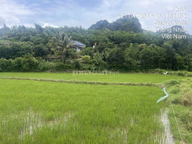 Thông báo đấu giá tài sản của ông Đào Quang Sơn bà Nguyễn Thị Huyền 