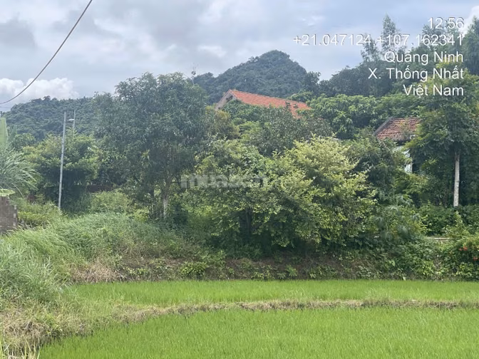 Thông báo đấu giá tài sản của ông Đào Quang Sơn bà Nguyễn Thị Huyền 