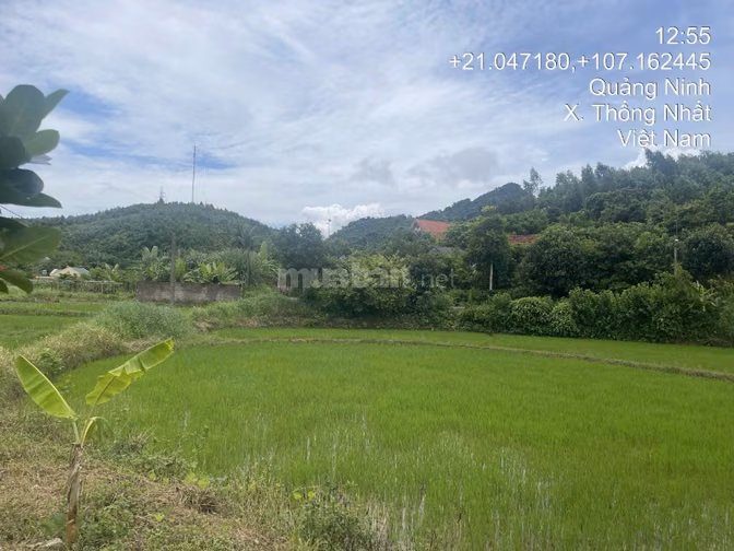 Thông báo đấu giá tài sản của ông Đào Quang Sơn bà Nguyễn Thị Huyền 