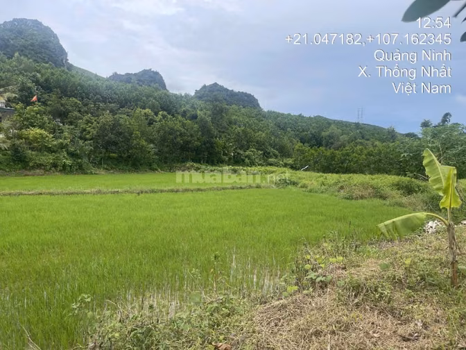 Thông báo đấu giá tài sản của ông Đào Quang Sơn bà Nguyễn Thị Huyền 