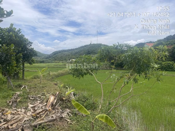 Thông báo đấu giá tài sản của ông Đào Quang Sơn bà Nguyễn Thị Huyền 