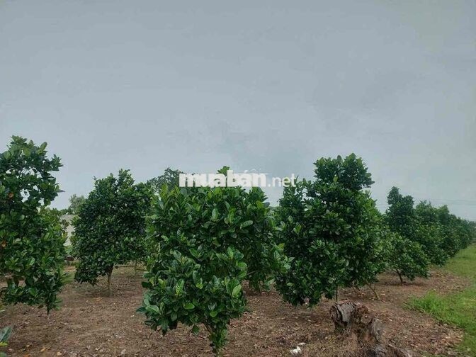 Đất mặt tiền đường bê tông 16m , gần quốc lộ 55, di chuyển tầm 3ph xe