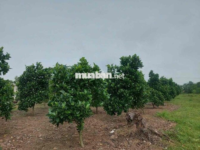 Đất mặt tiền đường bê tông 16m , gần quốc lộ 55, di chuyển tầm 3ph xe