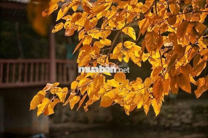 CHO THUÊ MẶT TIỀN TÂN HƯƠNG NGAY NGÃ TƯ ĐỘC LẬP ĐÚC 4 LẦU 6 PHÒNG NGỦ