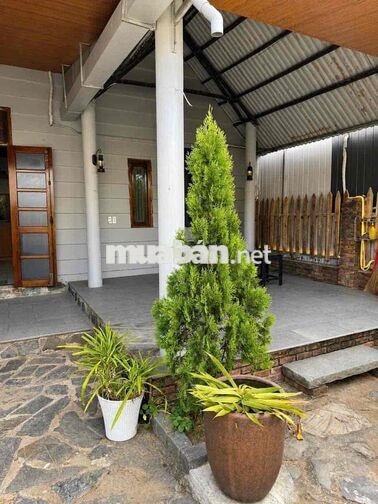 243 ✨ 🏡 CHO THUÊ VILLA SÂN VƯỜN NGUYỄN PHẠM TUÂN