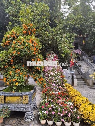 giá đinhg cho thuê nhà vươn sóc sơn , gần sân bay nội bài9 triêu