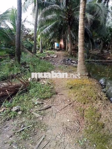 Đất SHR Thổ Vườn 1434m sát MT Nam Sông Hậu Cần Thơ mới