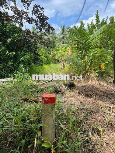 Đất SHR Thổ Vườn 1434m sát MT Nam Sông Hậu Cần Thơ mới