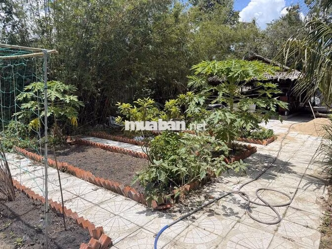 Nhà vườn nghĩ dưỡng 1.000m2 ( 16,5m x 60m ) cách Bờ Kè Mương Khai 150m