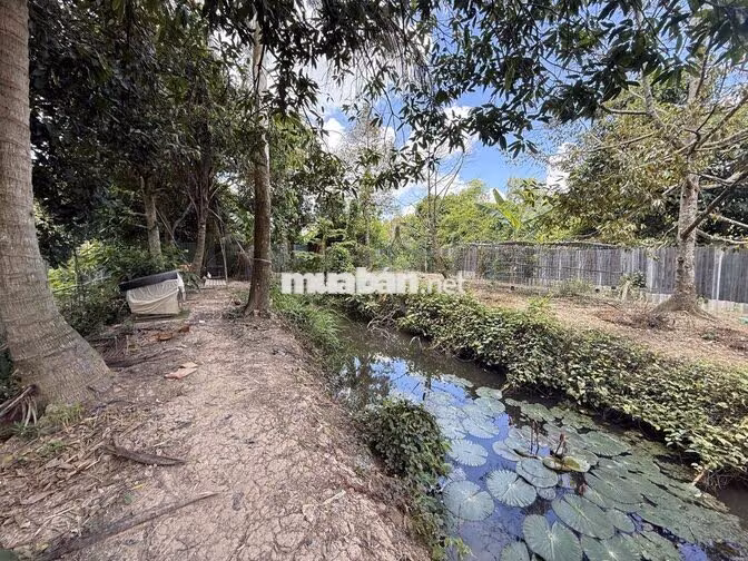 Nhà vườn nghĩ dưỡng 1.000m2 ( 16,5m x 60m ) cách Bờ Kè Mương Khai 150m