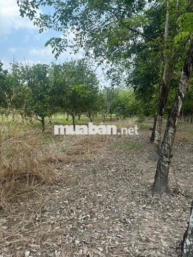 Bán đất 1712m2 mặt tiền đường nhựa