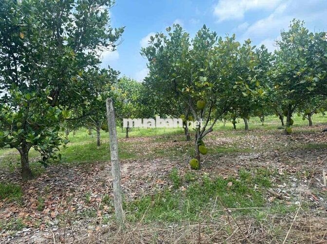 Bán đất 1712m2 mặt tiền đường nhựa